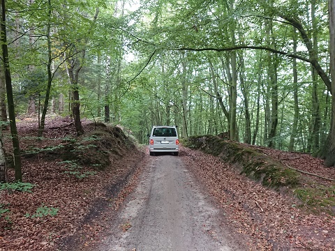 VW T6 4 Motion im Wald